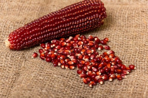 Semi mais rosso - 15,