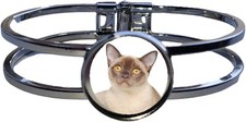 Burmese Cat Pet High Quality