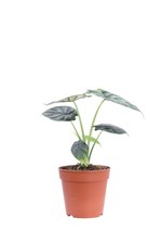 Pianta vera di Alocasia Dragon