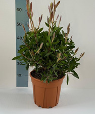 Pianta callistemon citrinus - di,