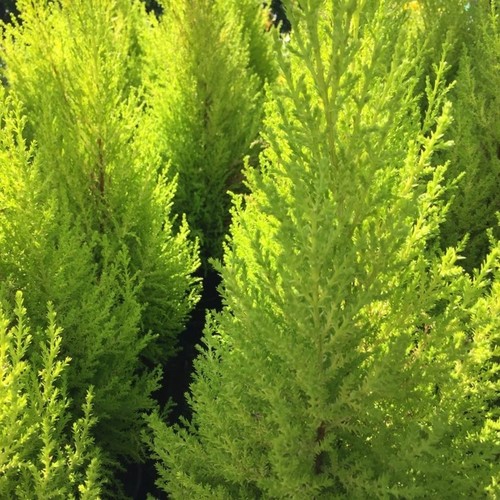 40pz pianta cipresso leylandii - 40pz,