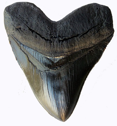 Dente megalodonte pollici - megalodonte,