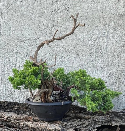 Bonsai ginepro - bonsai,