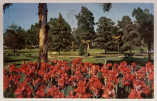 1960 Red Cannas, Long Beach