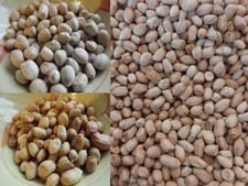 Pacchetto di arachidi da 3 varietà - assortimento di arachidi - 30 + semi - R...