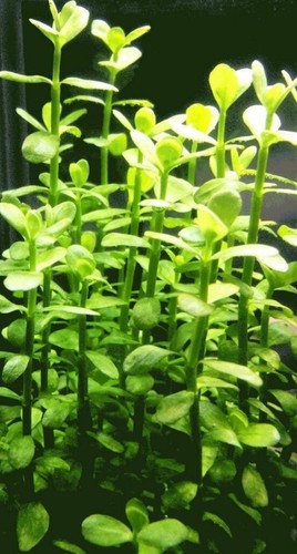 Bacopa monnieri steli - monnieri, 50