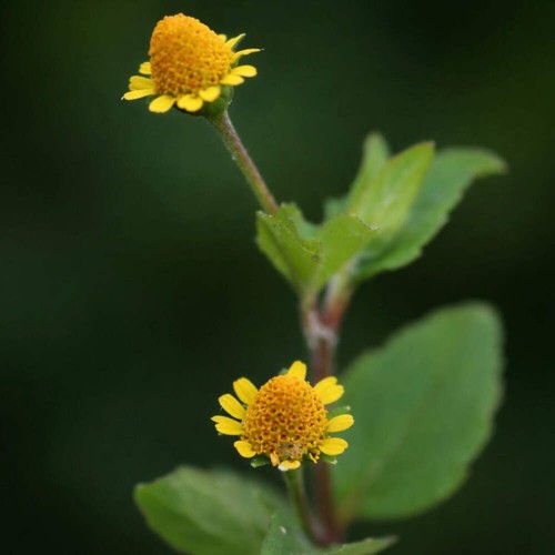 Acmella caulirhiza seeds - caulirhiza,