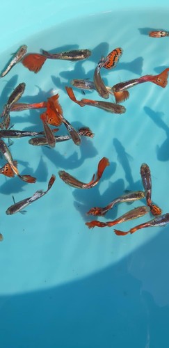Guppy maschio colorazioni