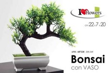 BONSAI ALBERO PIANTA PIANTINA