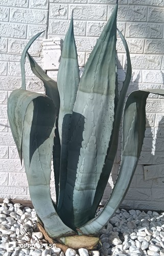 Agave americana blu grande - agave,