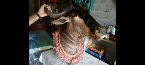Trofeo caccia testa - caccia, gnu