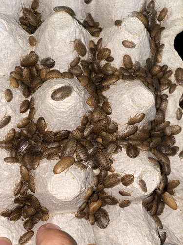 Mangiatoia per rettili - , dubia