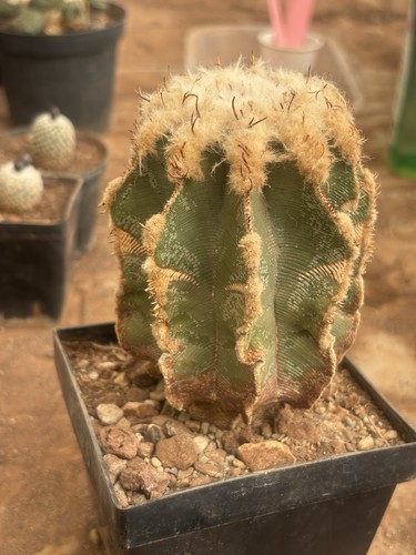 Aztekium hintonii 9x11h - 9x11h, cm