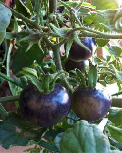 Pomodoro ciliegino blu - pomodoro,