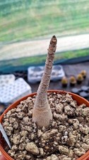 Adenium dofharense succulente