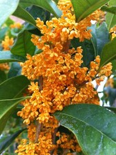 Osmanthus (sin. Olea) fragrans cv. "auranticus" - osmanto odoroso (fiore arancio