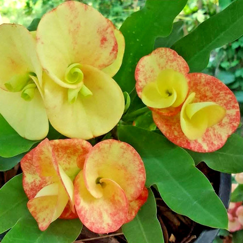 Corona spine moonflower - corona, di