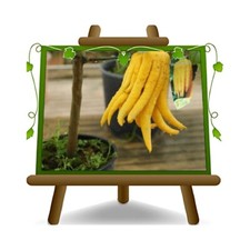 Agrumi Cedro Citrus Medica