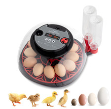 Incubatrice per uova US 12 con