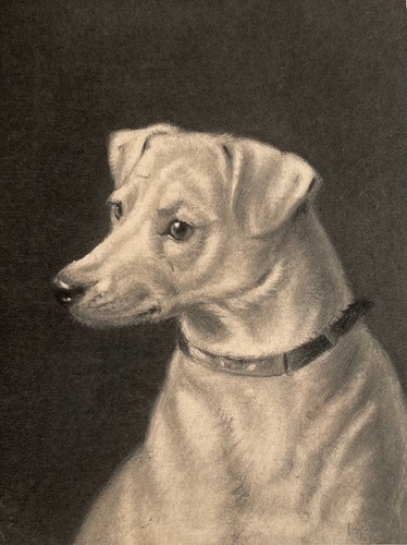 Cane fox terrier ritratto - cane,