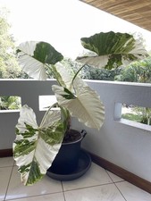 RE 2986XZ XXL Alocasia Macrorrhiza variegata semi pezzo 2