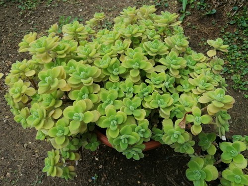 Origano cubano pianta - cubano,,