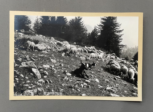 Fotografia montagna gregge - di,