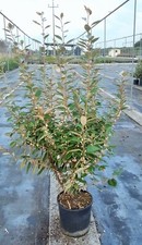 Eleagnus Ebbingei Compacta