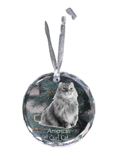 Gatto riccio americano