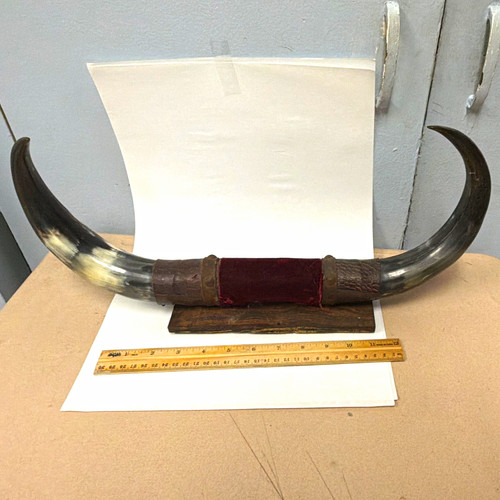 Vintage mounted steer horns - vintage,