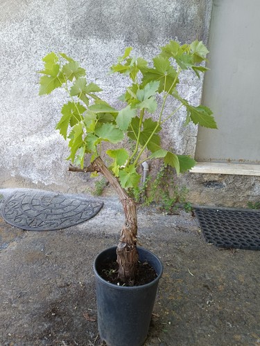 Vite uva bonsai vaso - uva,