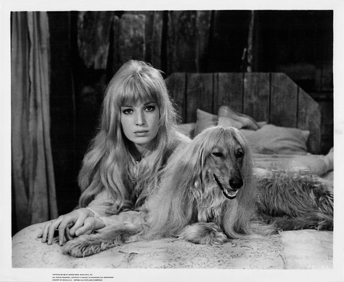 Monica vitti photo - vitti, still