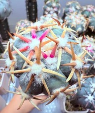 Raro giardino con zattera