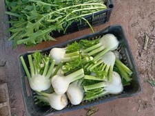 Finocchi Freschi (3 KG)