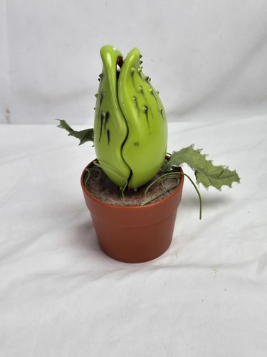 Audrey venere fly trap - venere,