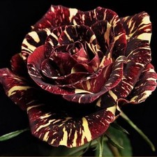 60 SEMI DI Rosa ABRACADABRA 