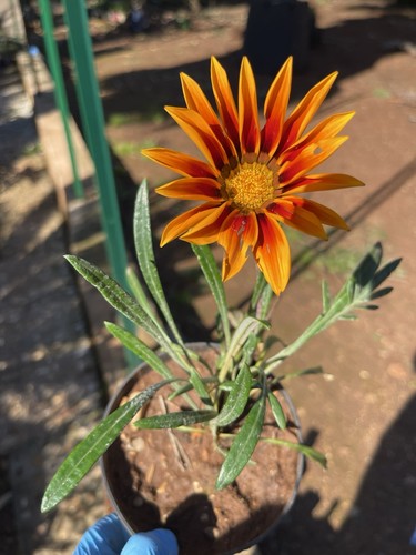 Gazania - , africana)