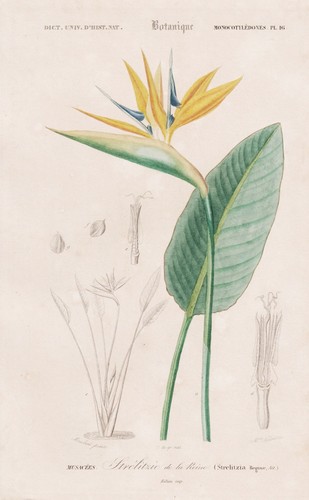 Strelitzia reginae botanica - reginae,