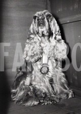Foto vintage USA, Il cocker spaniel campione, stampa 18x13 cm