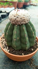 Melocactus maxonii inermis con
