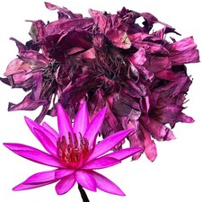 Fiori di loto rossi essiccati