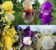fiori di iris germanici vari colori 