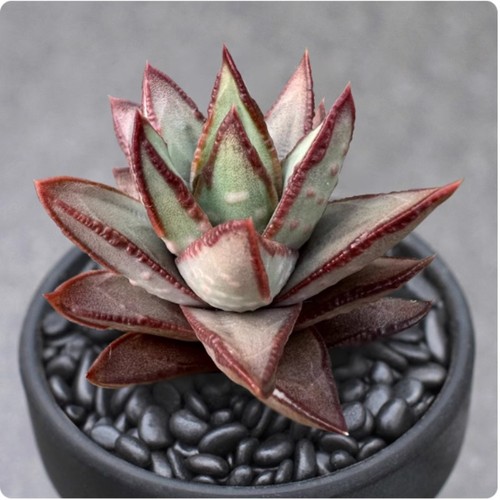 Haworthia astroloba gintsuno - astroloba,