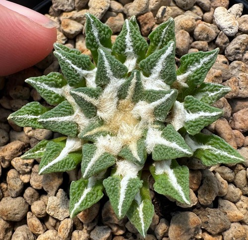 Ariocarpus kotschoubeyanus - , v