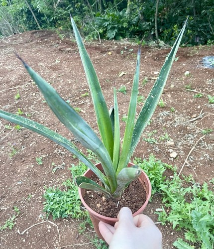 Agave blu tequilana - blu,