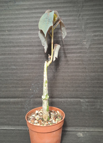 Adenia epigea - , madagascar)