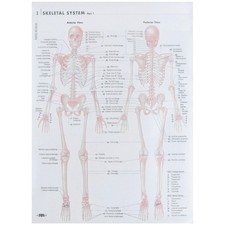  1pc Poster di anatomia umana