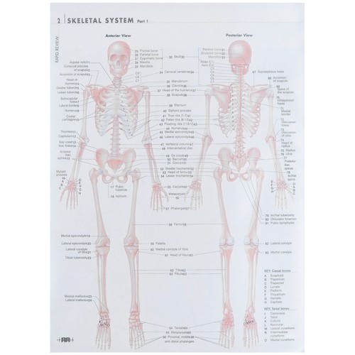 1pc poster anatomia - di, umana