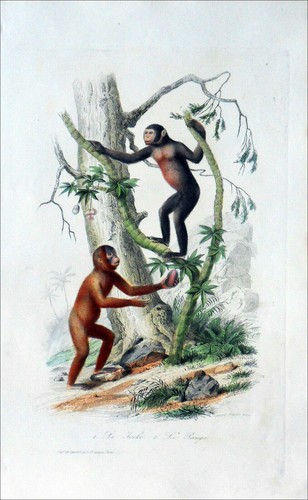 Singe jocko et - jocko,