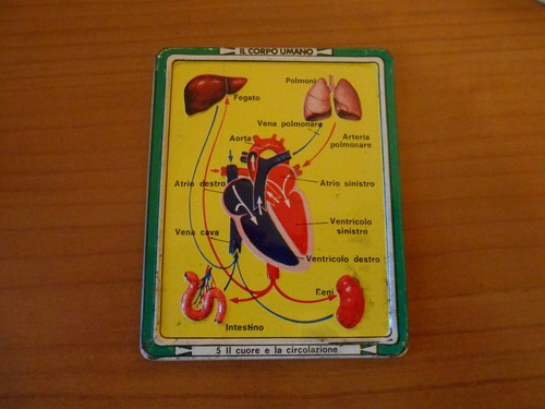 Gadget corpo umano - gadget-il,